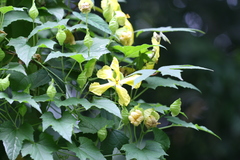 Momordica subangulata